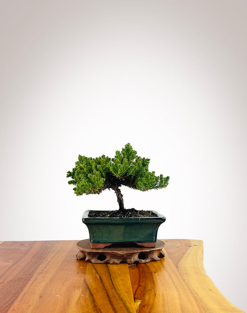 Japanese Juniper (JJ2507002)