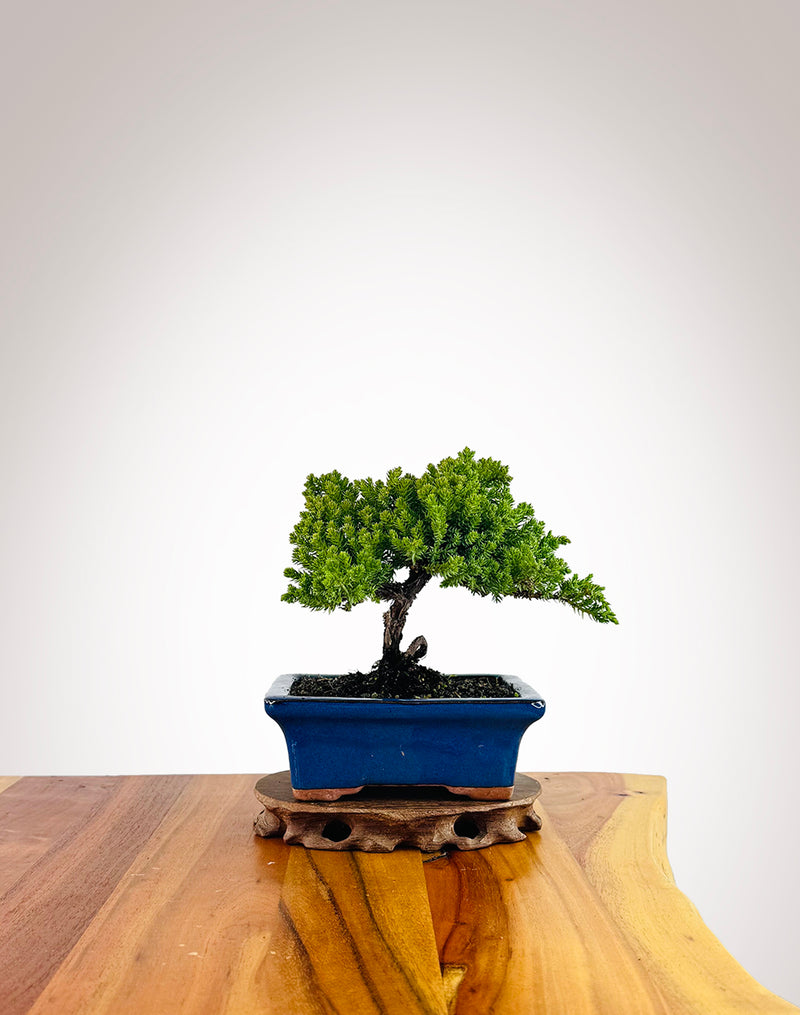 Japanese Juniper (JJ2507008)