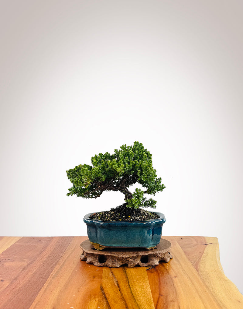 Japanese Juniper (JJ2509007)