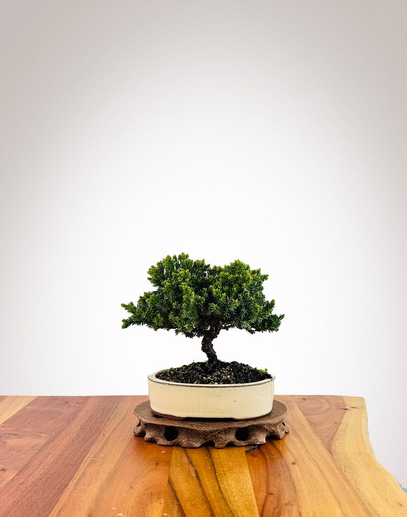 Japanese Juniper (JJ2509008)
