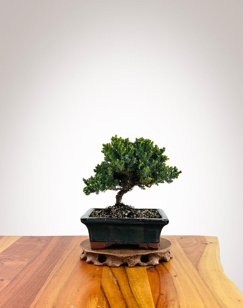 Japanese Juniper (JJ2509009)