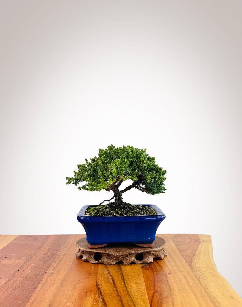 Japanese Juniper (JJ2509015)