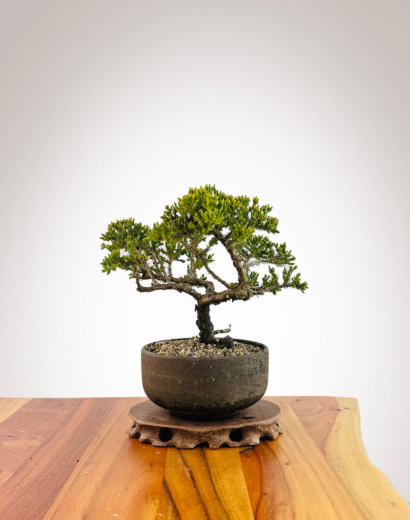 Japanese Juniper (JJ2509020)