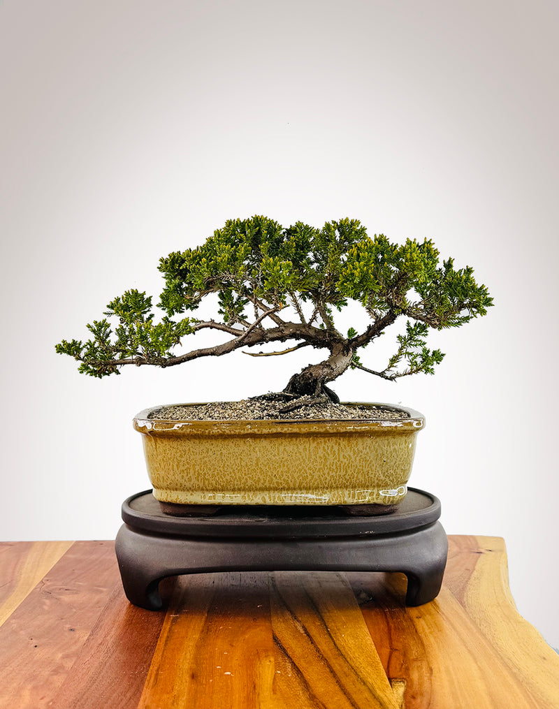 Japanese Juniper (JJ2509024)