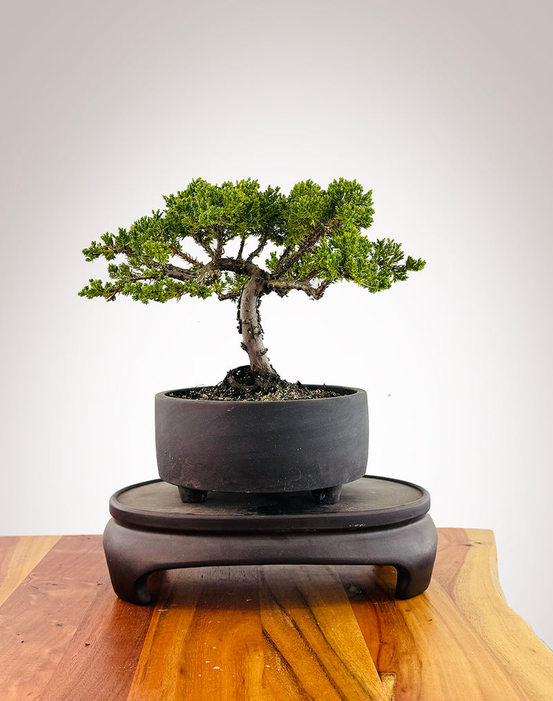 Japanese Juniper (JJ2509039)