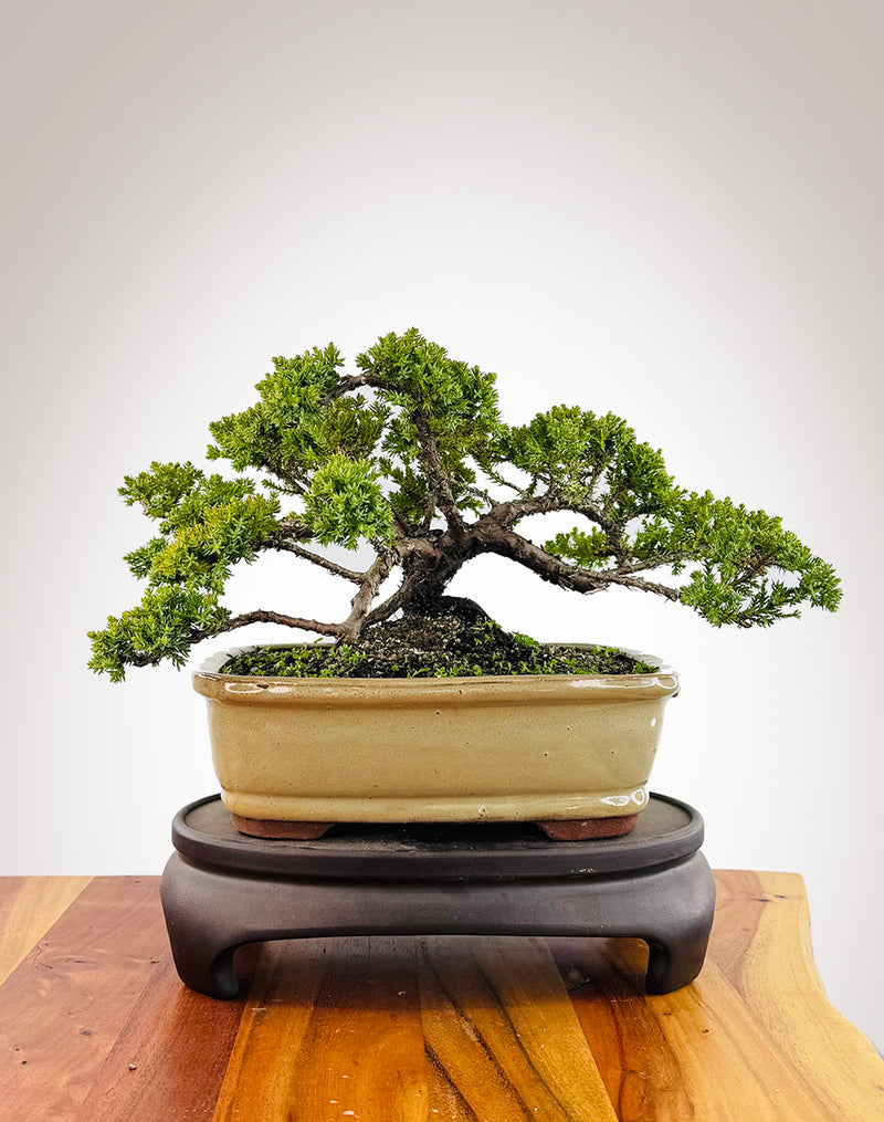 Japanese Juniper (JJ2509041)