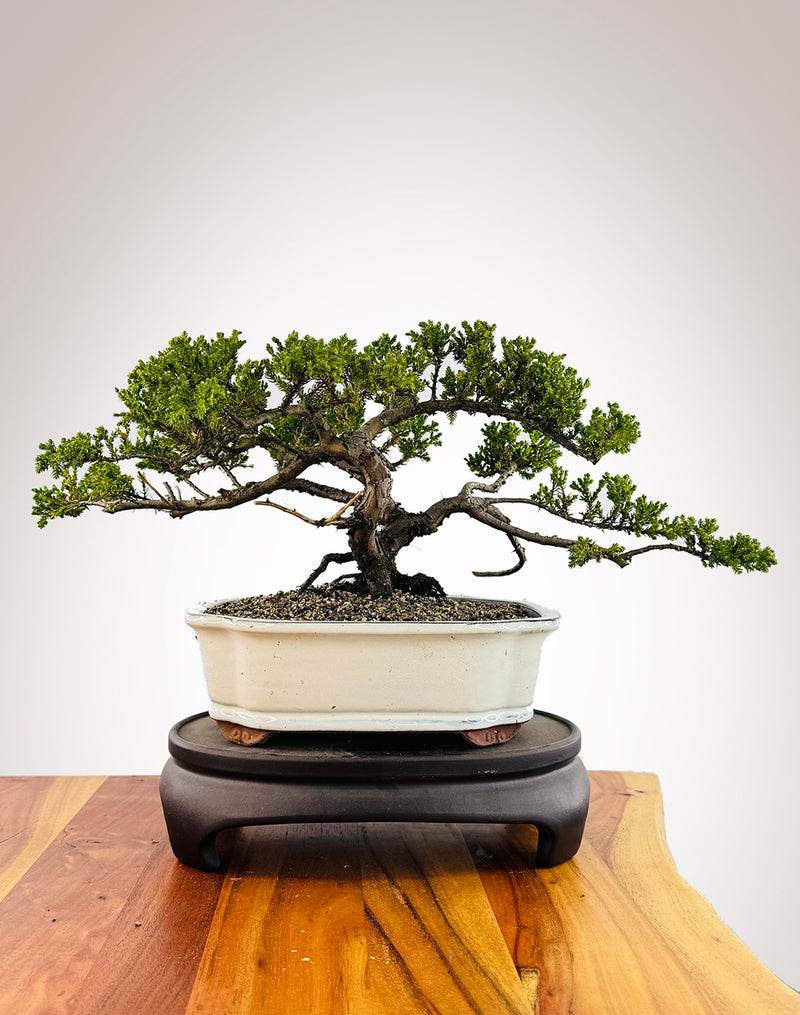 Japanese Juniper (JJ2509044)