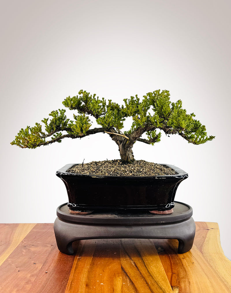 Japanese Juniper (JJ2509045)