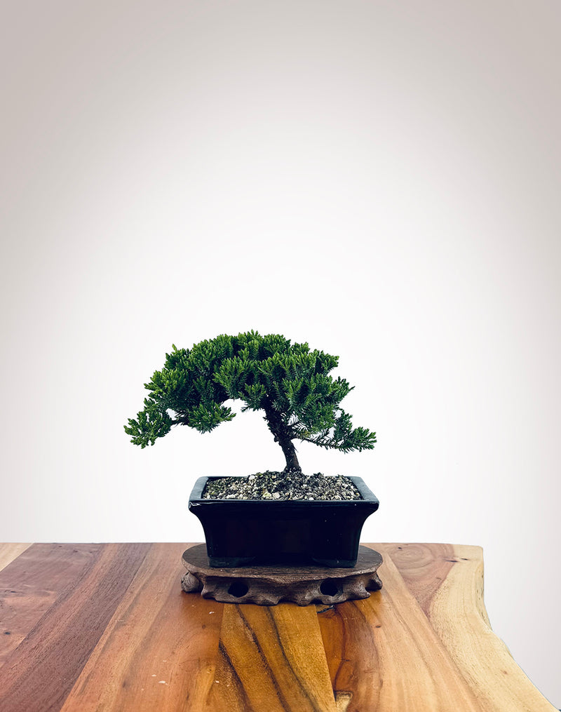Japanese Juniper (JJ2510002)