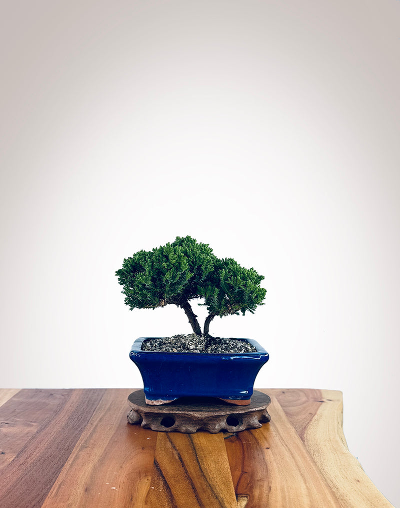 Japanese Juniper (JJ2510006)