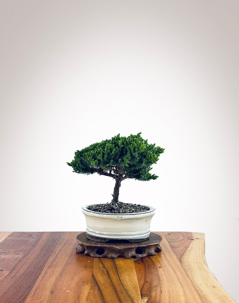 Japanese Juniper (JJ2510009)