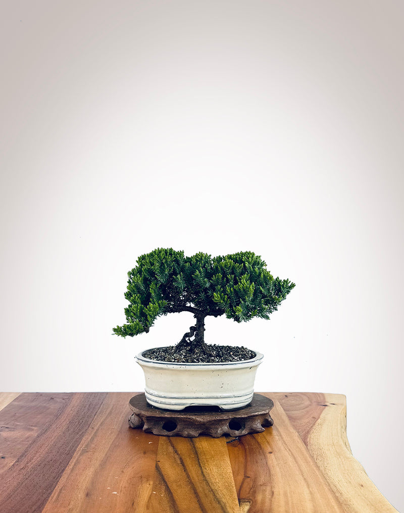 Japanese Juniper (JJ2510010)