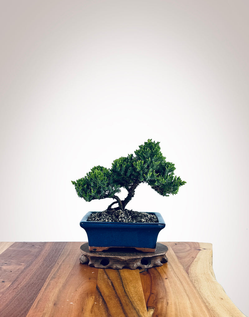 Japanese Juniper (JJ2510011)