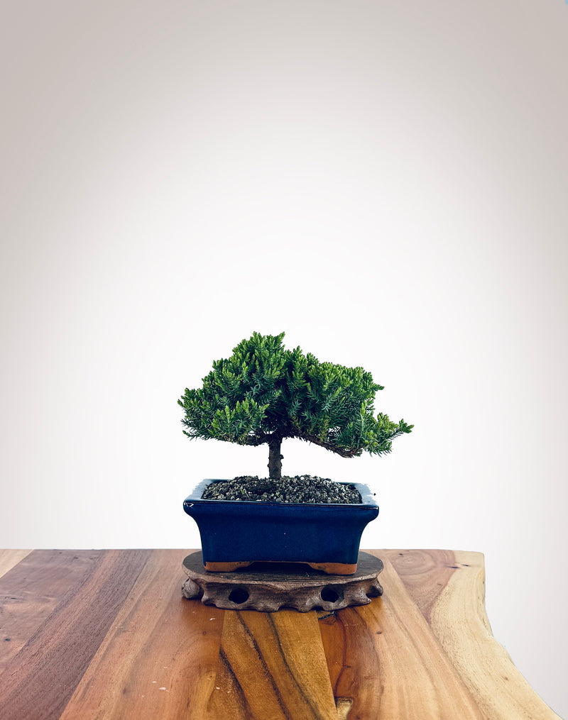 Japanese Juniper (JJ2510015)