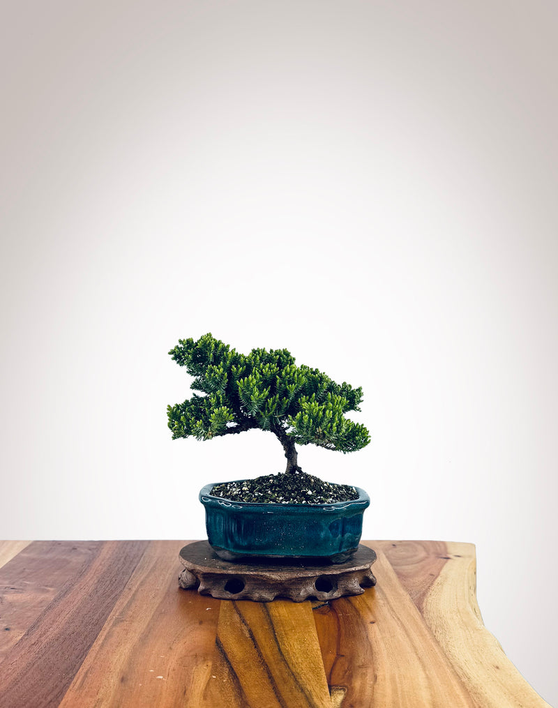 Japanese Juniper (JJ2510017)