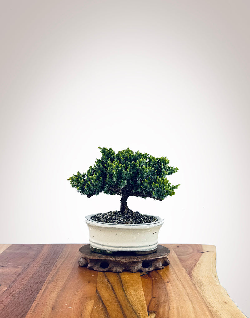 Japanese Juniper (JJ2510023)