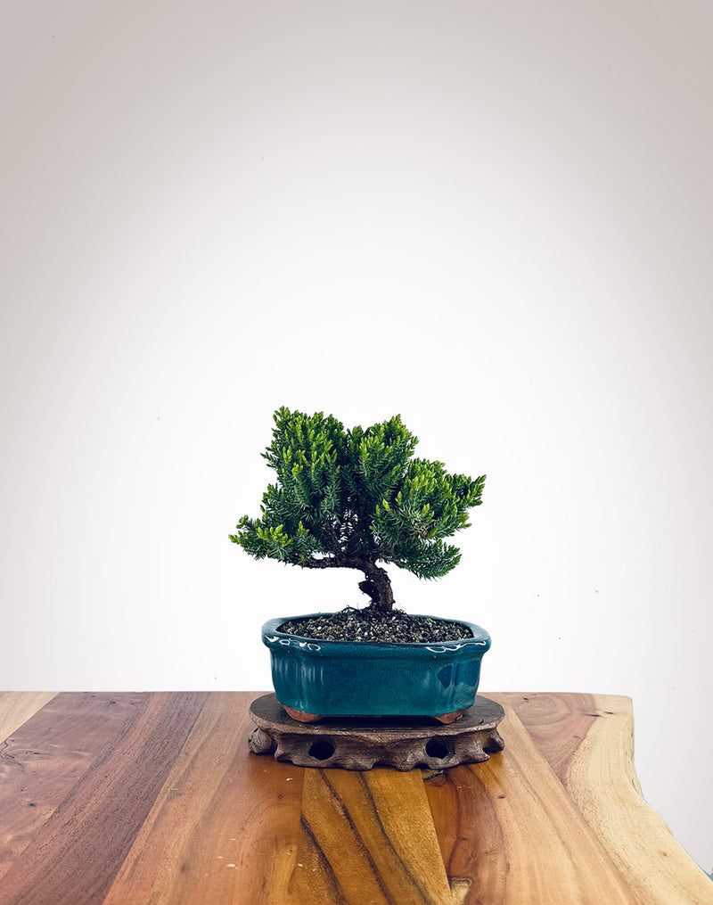 Japanese Juniper (JJ2510024)