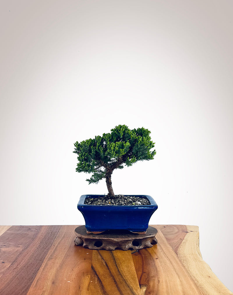 Japanese Juniper (JJ2510025)