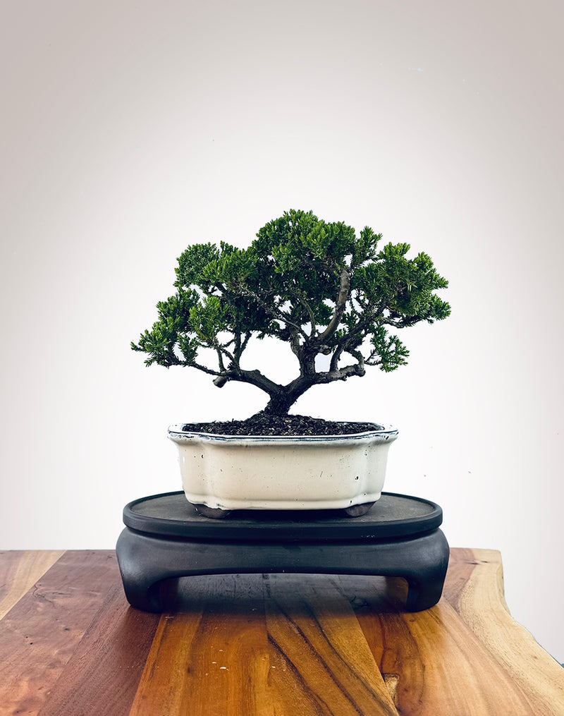 Japanese Juniper (JJ2510026)