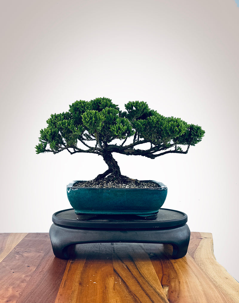 Japanese Juniper (JJ2510027)