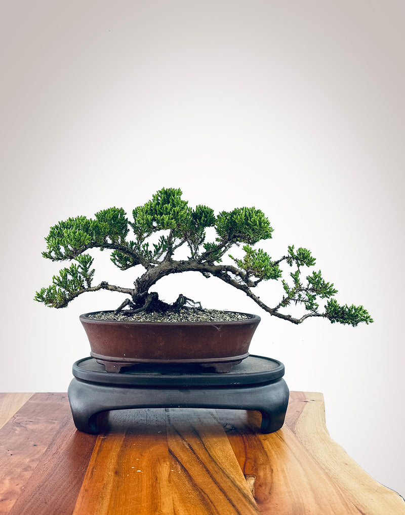 Japanese Juniper (JJ2510029)