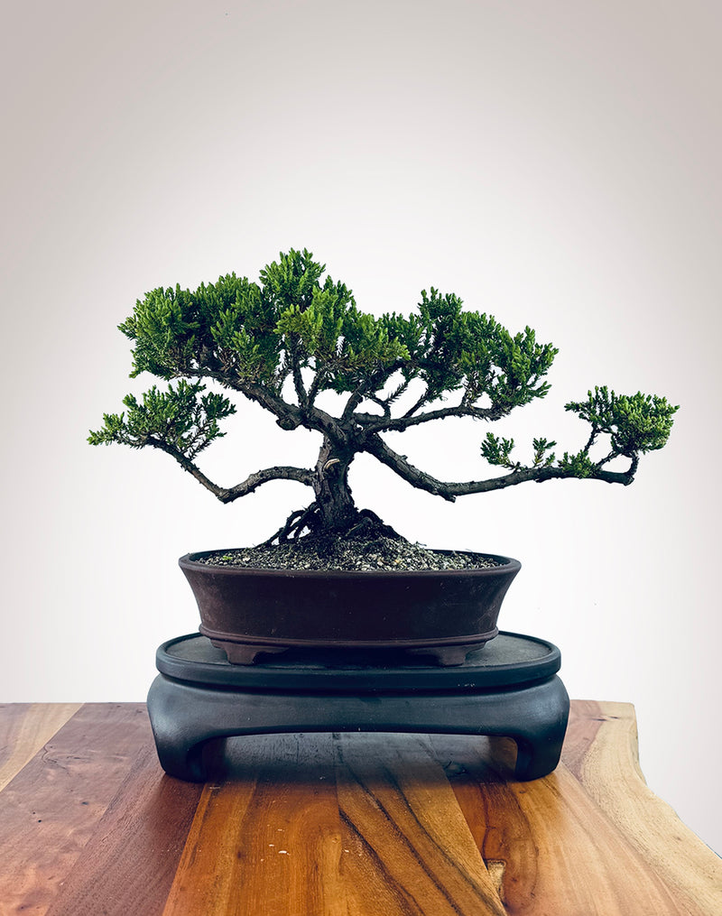 Japanese Juniper (JJ2510031)