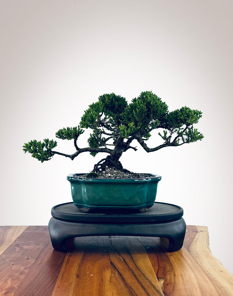 Japanese Juniper (JJ2510032)