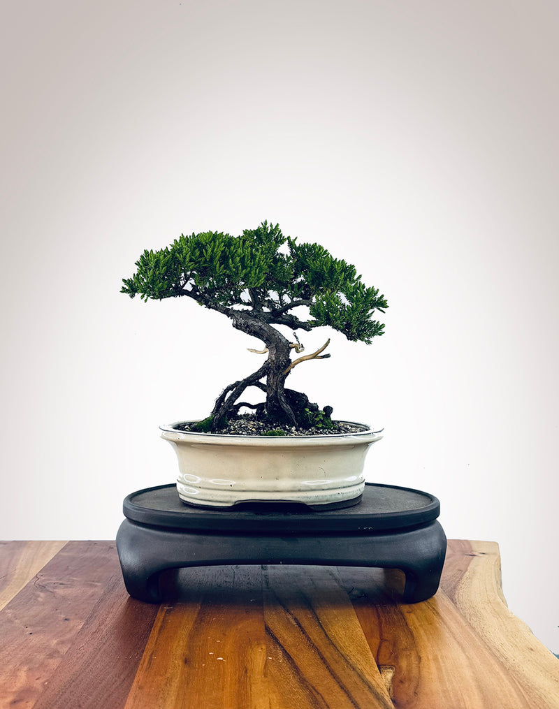 Japanese Juniper (JJ2510033)