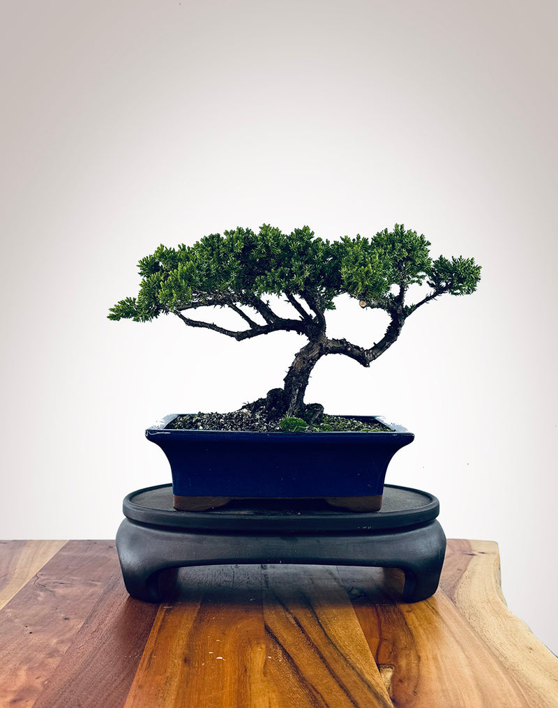 Japanese Juniper (JJ2510034)