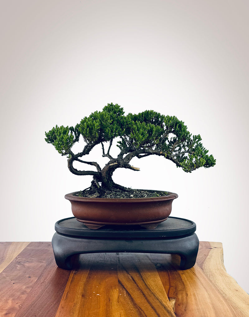 Japanese Juniper (JJ2510035)