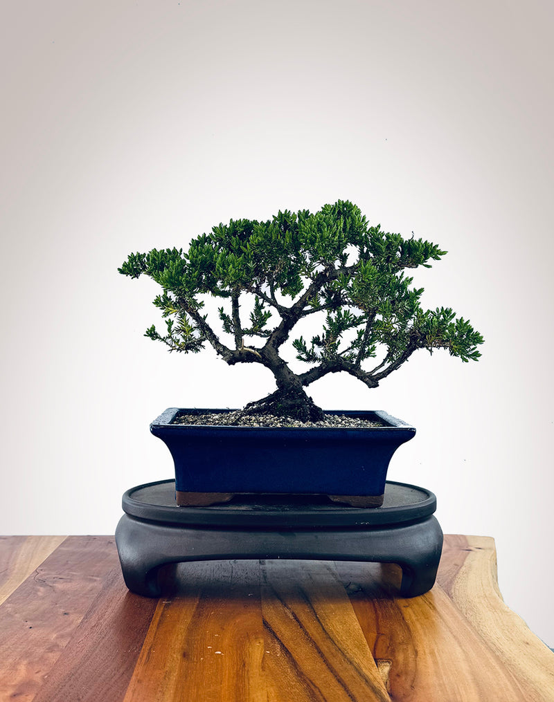 Japanese Juniper (JJ2510039)