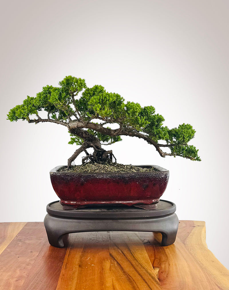Japanese Juniper (JJ2511002)