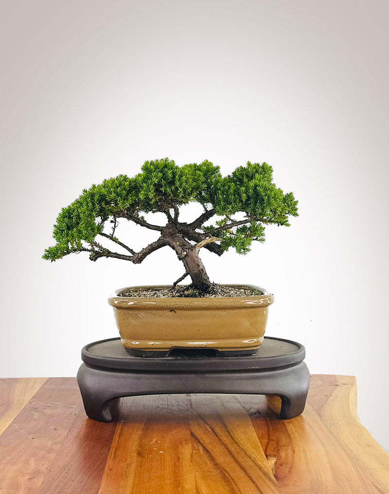 Japanese Juniper (JJ2511014)