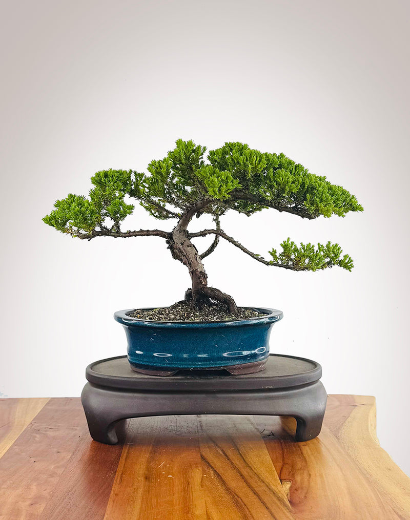 Japanese Juniper (JJ2511016)