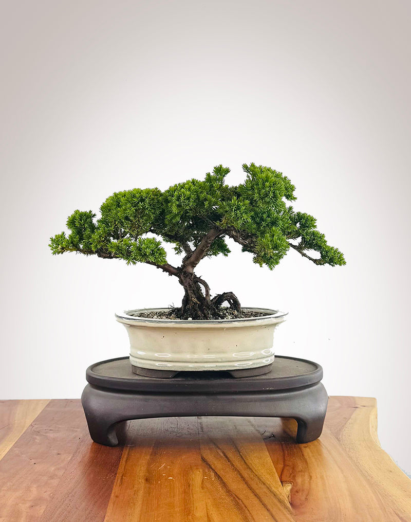 Japanese Juniper (JJ2511020)