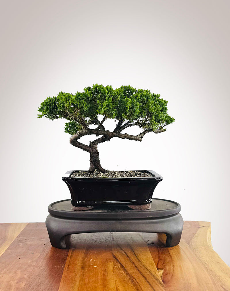 Japanese Juniper (JJ2511022)