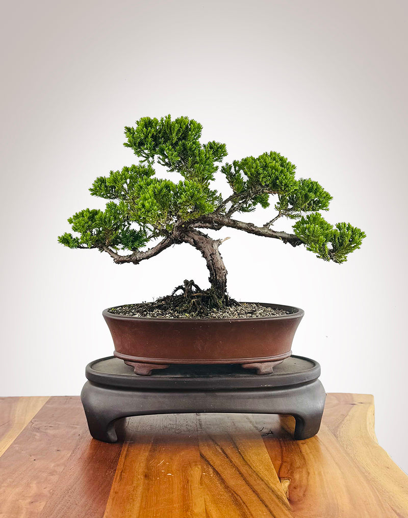 Japanese Juniper (JJ2511023)