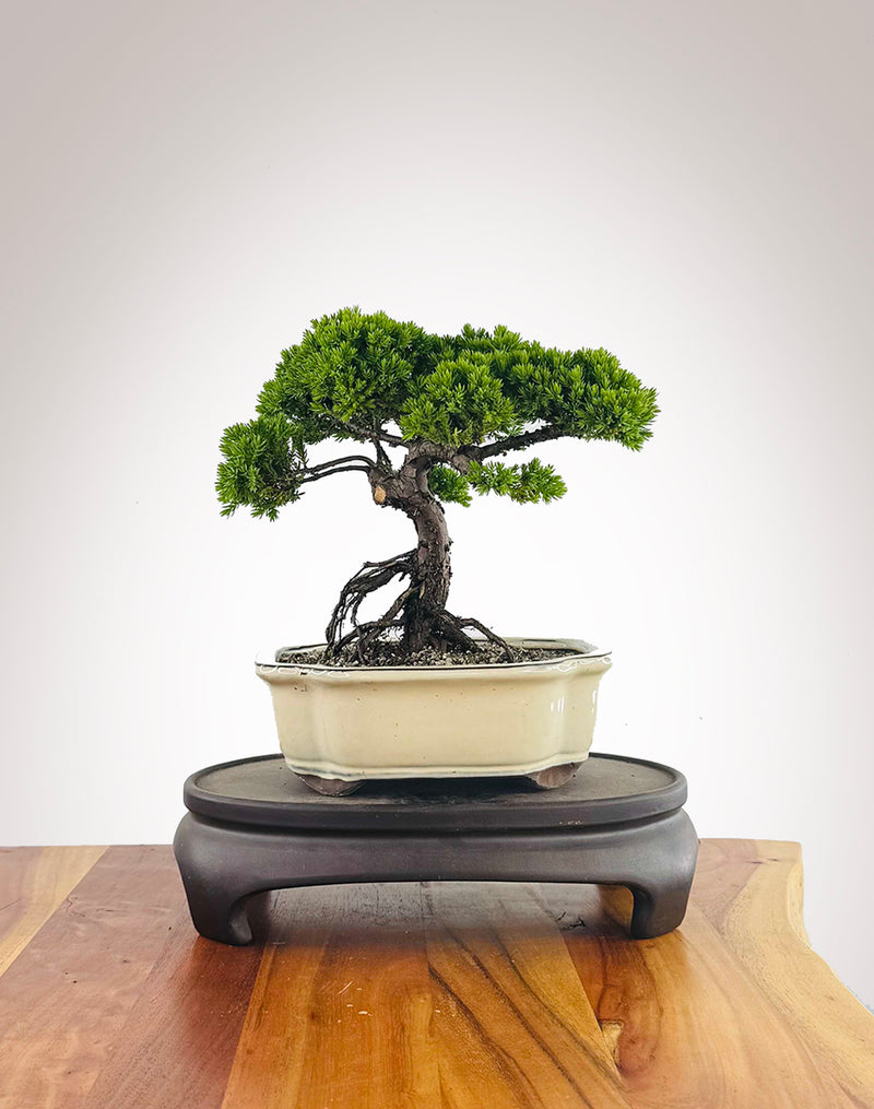Japanese Juniper (JJ2511025)