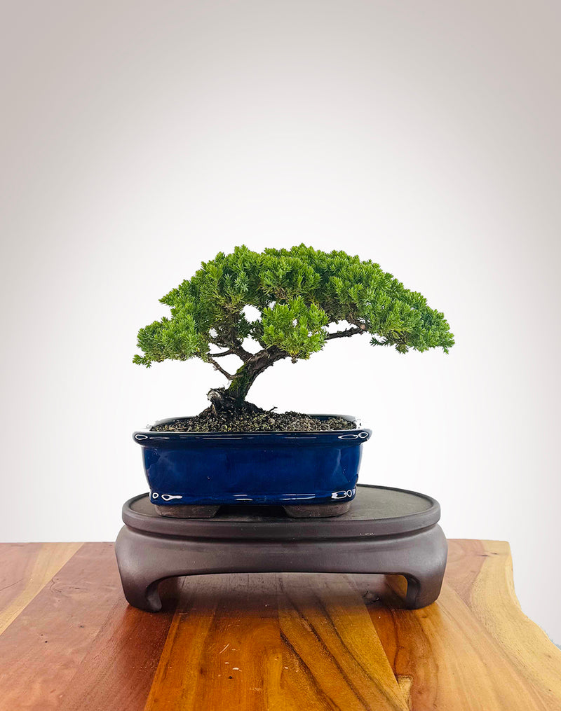 Japanese Juniper (JJ2512003)