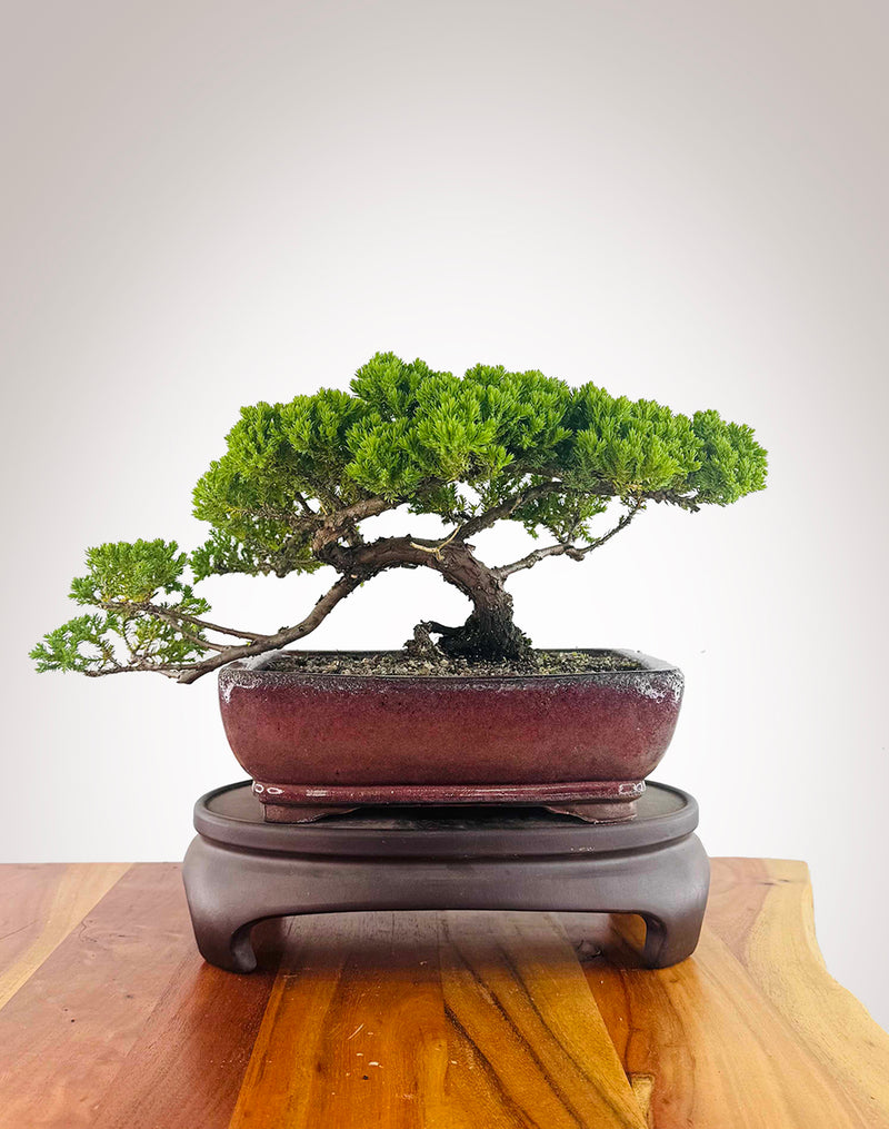 Japanese Juniper (JJ2512006)