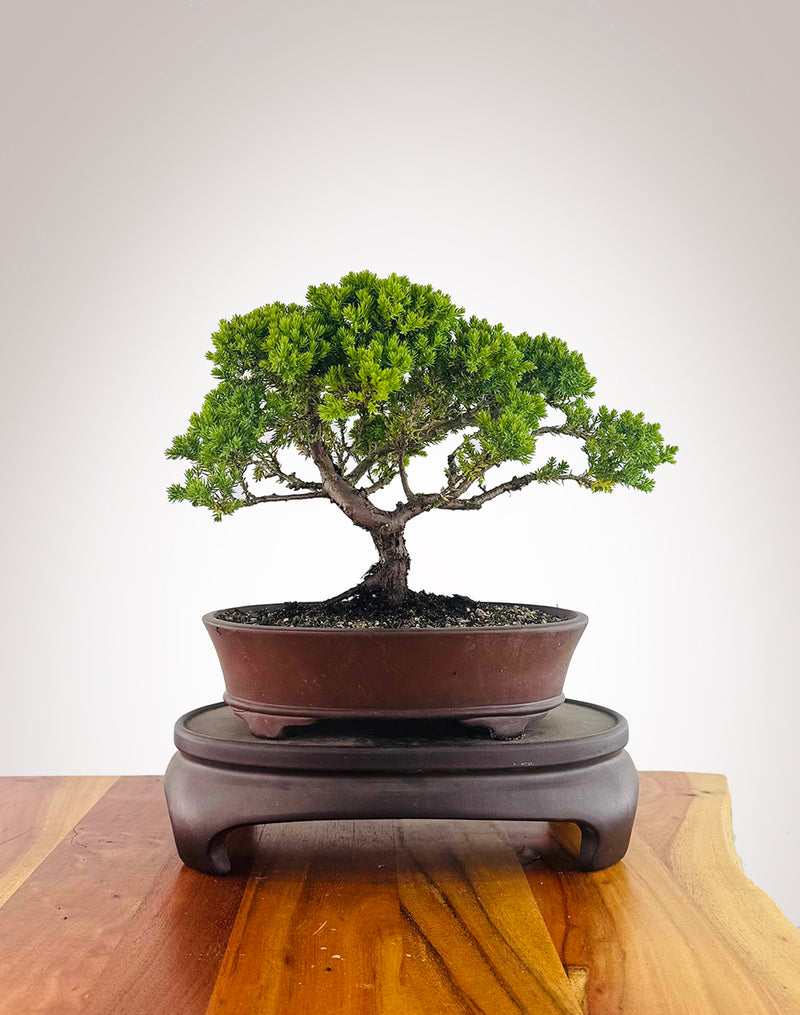 Japanese Juniper (JJ2512007)