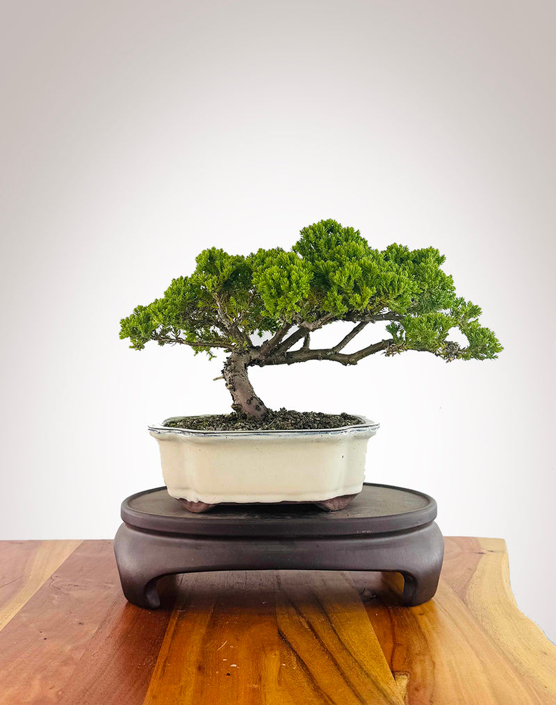 Japanese Juniper (JJ2512011)