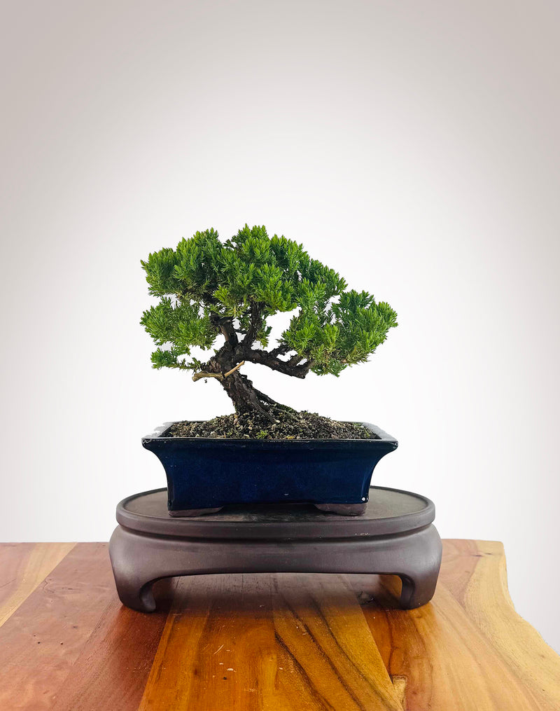 Japanese Juniper (JJ2512017)