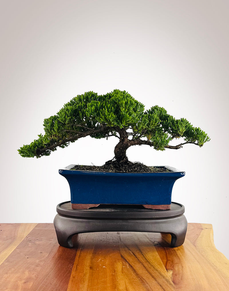 Japanese Juniper (JJ2602001) - MiniGardens Bonsai New Zealand