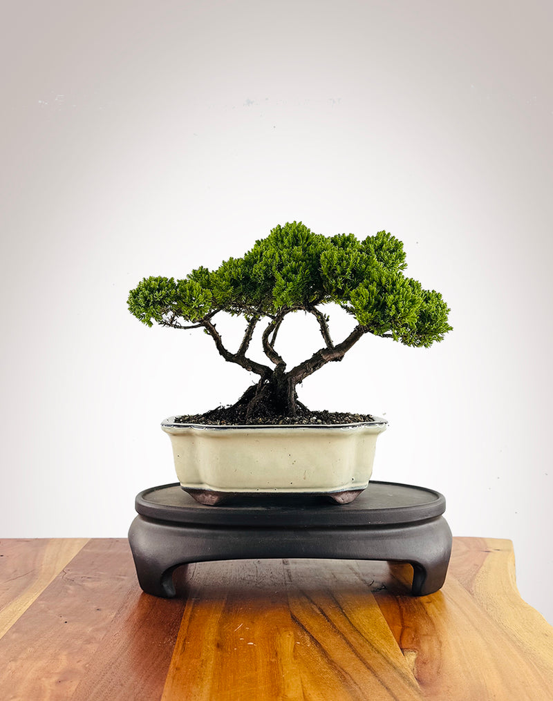 Japanese Juniper (JJ2602003)