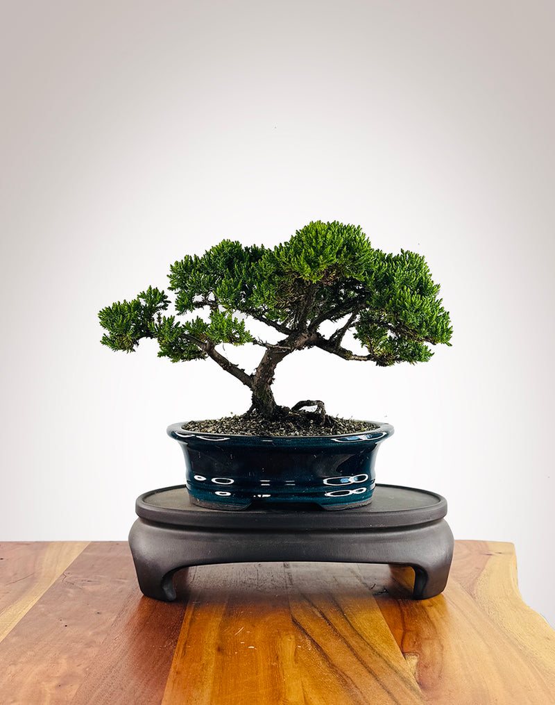 Japanese Juniper (JJ2602004) - MiniGardens Bonsai New Zealand