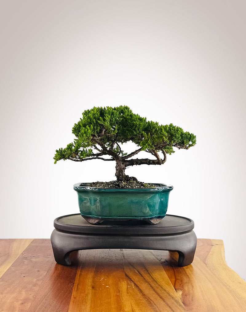 Japanese Juniper (JJ2602014) - MiniGardens Bonsai New Zealand