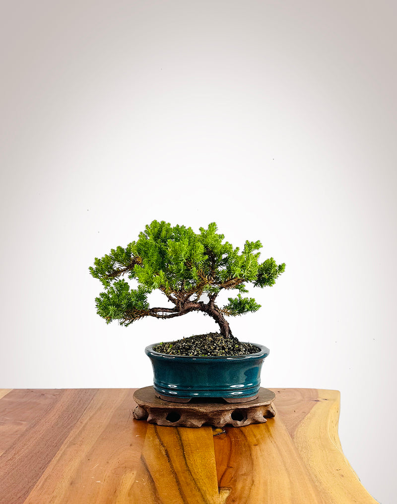 Japanese Juniper (JJ2602024)