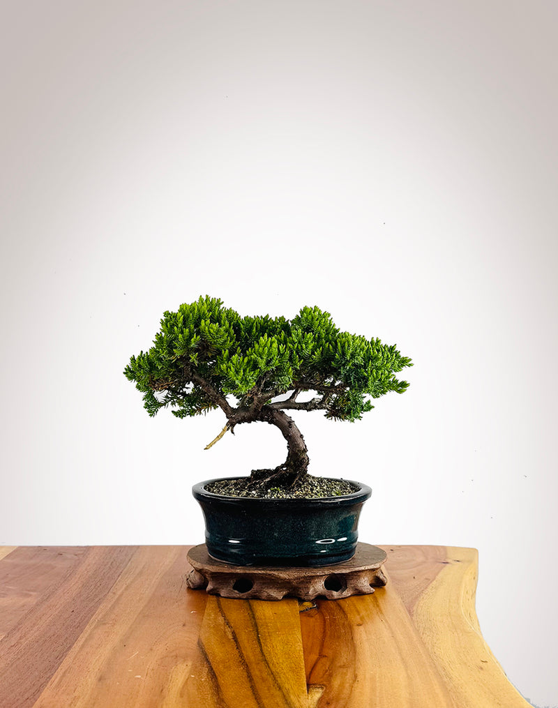 Japanese Juniper (JJ2602037)