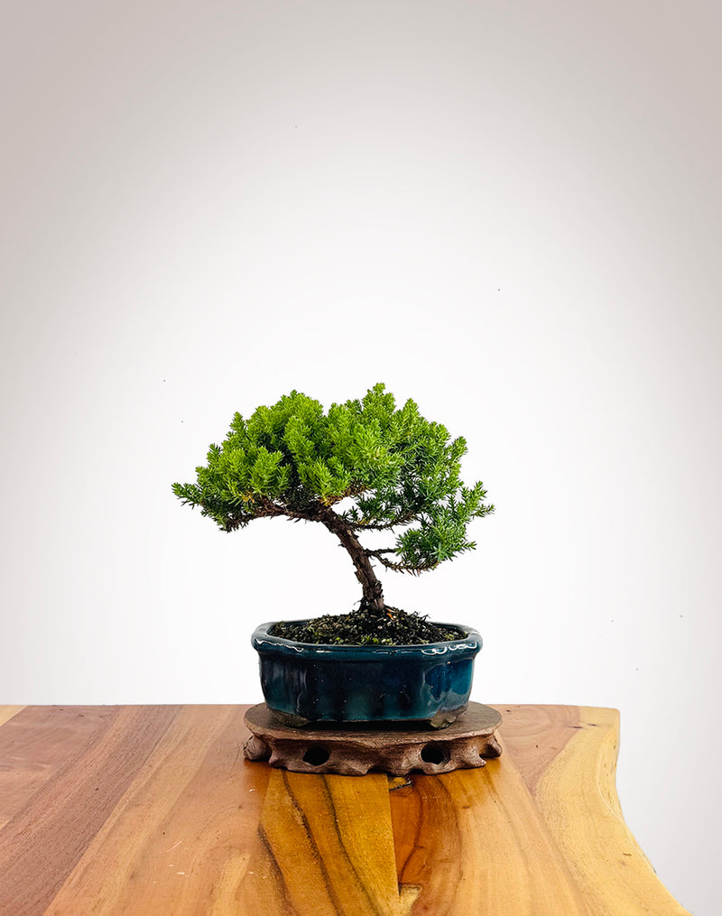 Japanese Juniper (JJ2602039)